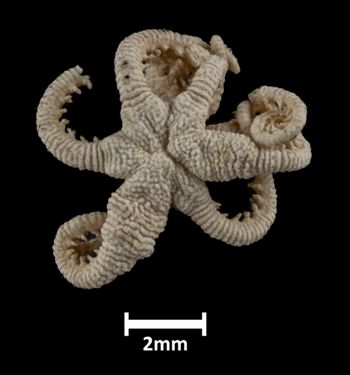 Media type: image;   Invertebrate Zoology OPH-5864 Description: Top of brittle star with a view of the disc.;  Aspect: dorsal